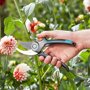 Rozenstruik snoeien met de Gardena Comfort snoeischaar